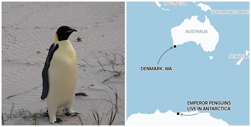 澳洲西澳省海邊近日出現一隻南極皇帝企鵝，專家推測牠漂流超過3,400公里抵達該處，是目前已知的皇帝企鵝最遠旅程紀錄。(網上圖片)