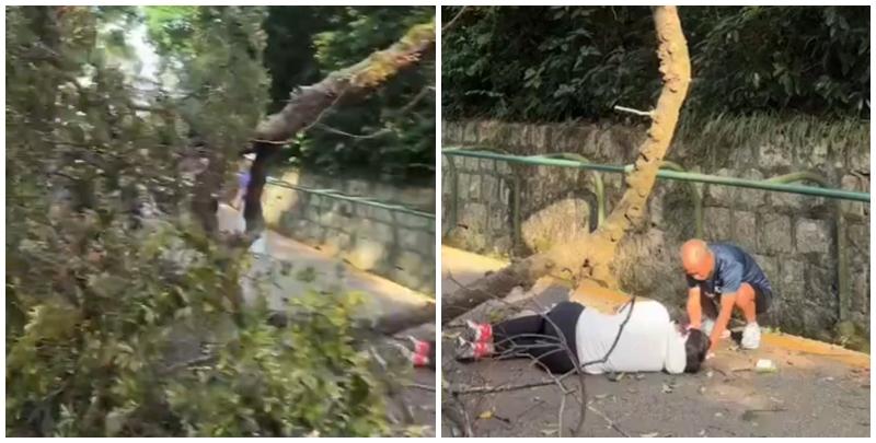 女子遭大樹擊中後倒卧跑步徑上，一名男子上前了解她的傷勢。 影片截圖