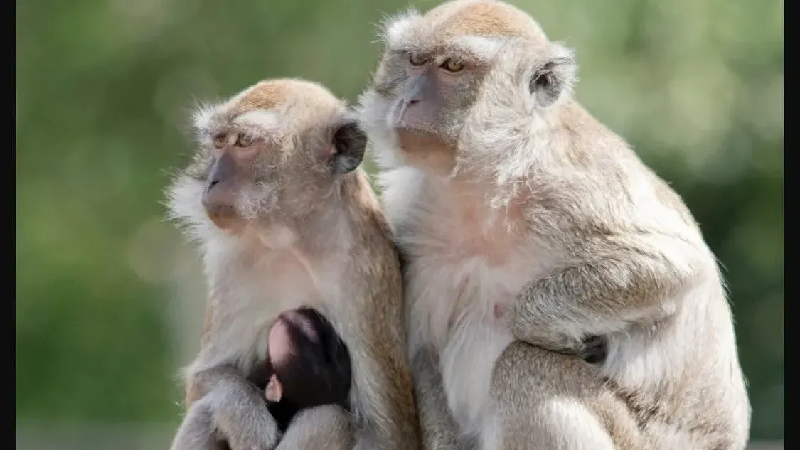 美國43隻獮猴逃出實驗室　警方強烈建議關好門窗