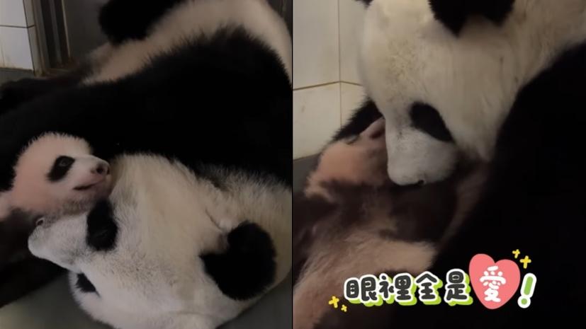 盈盈親吻細佬。(海洋公園)