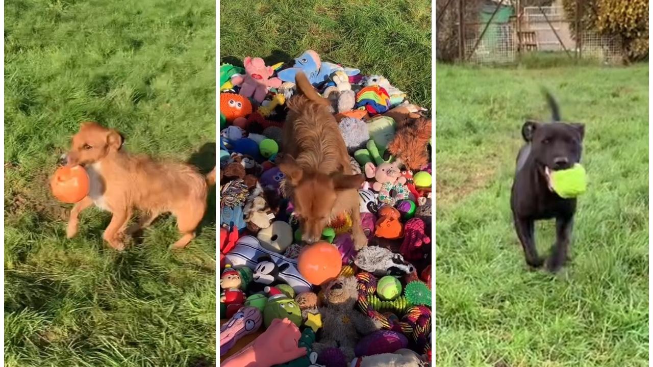 浪浪任挑禮物過聖誕，叼著草地狂奔超暖心。(IG)