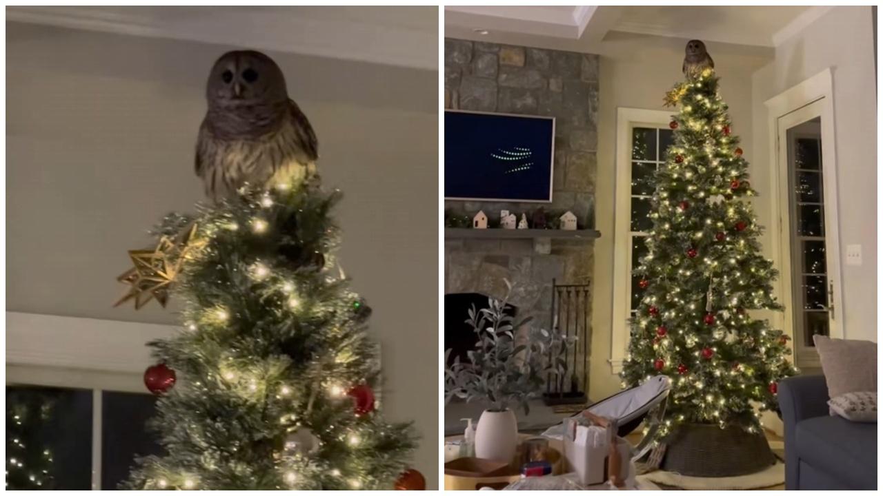 貓頭鷹闖民居停聖誕樹頂變超萌裝飾，網民：幫霍格華茲送信。(FB)