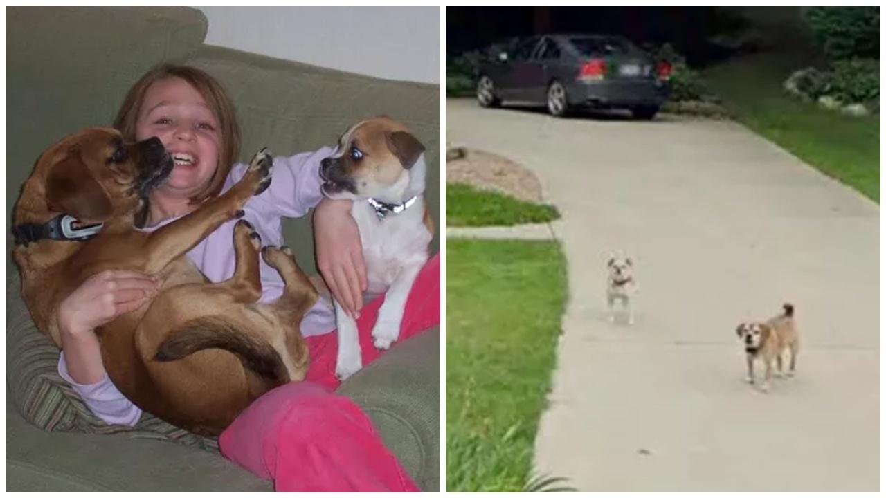 Google街景看老家，驚見13年前過世毛孩等門秒淚崩。