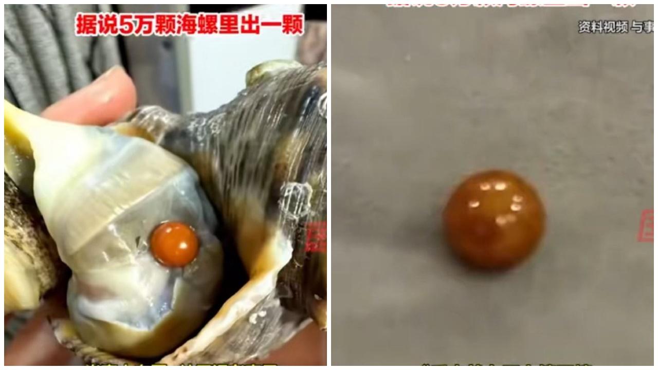 5萬分之1機率，青島女食到稀有橙色海螺珠，傳價值至少10萬元。(微博)