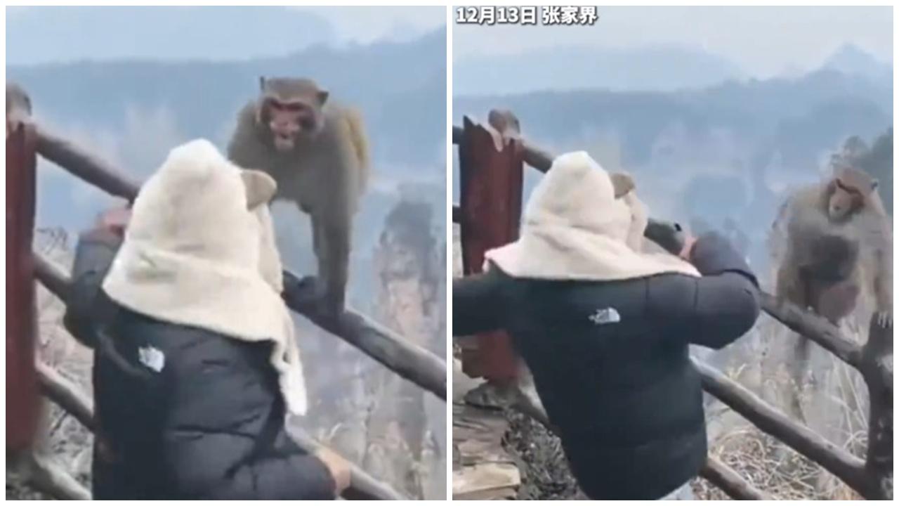 張家界人猴大戰互毆，網民：終於有人出手。(微博)