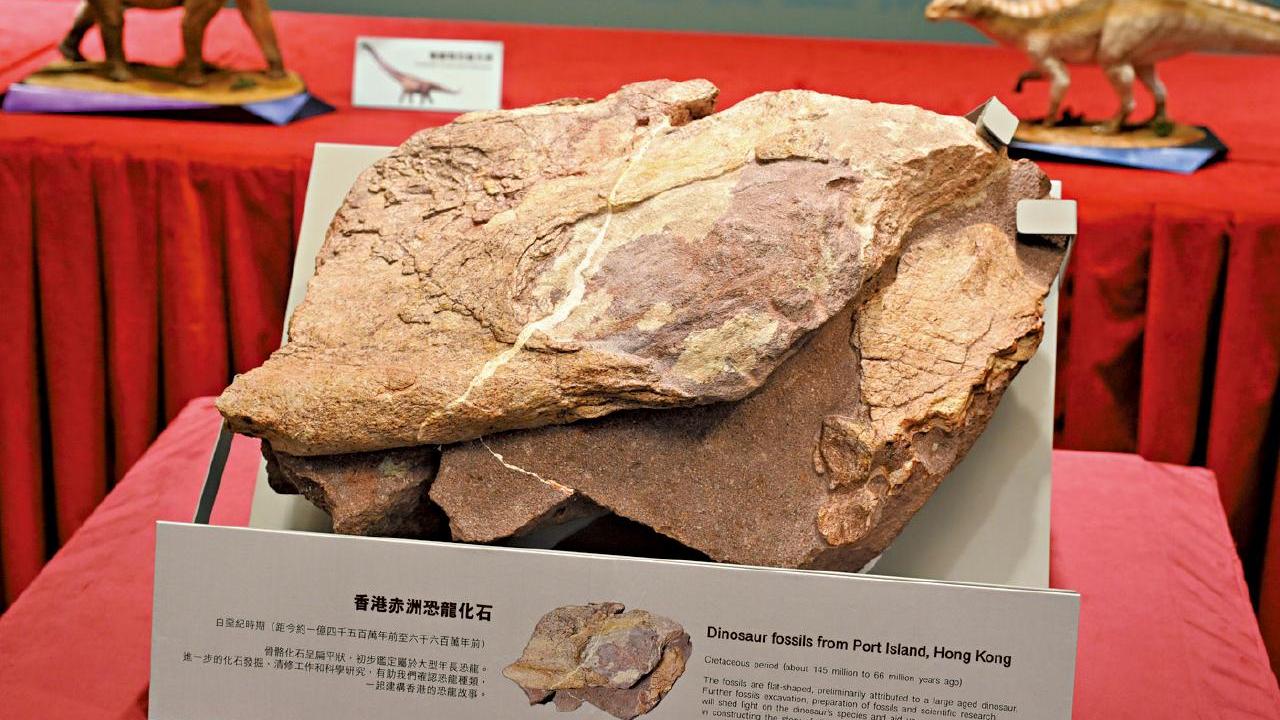 香港恐龍化石｜赤洲發掘約30塊含恐龍骨骼化石的岩石　發掘工作完成明日解封　