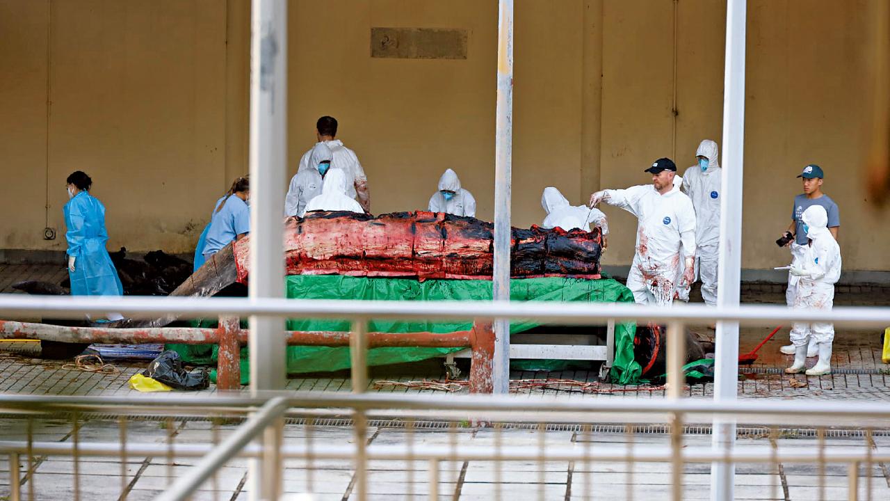 大澳擱淺鯨魚死亡 漁護署：消化系統有大型帆布袋 死因待定 專家料自身健康問題誤闖港水域