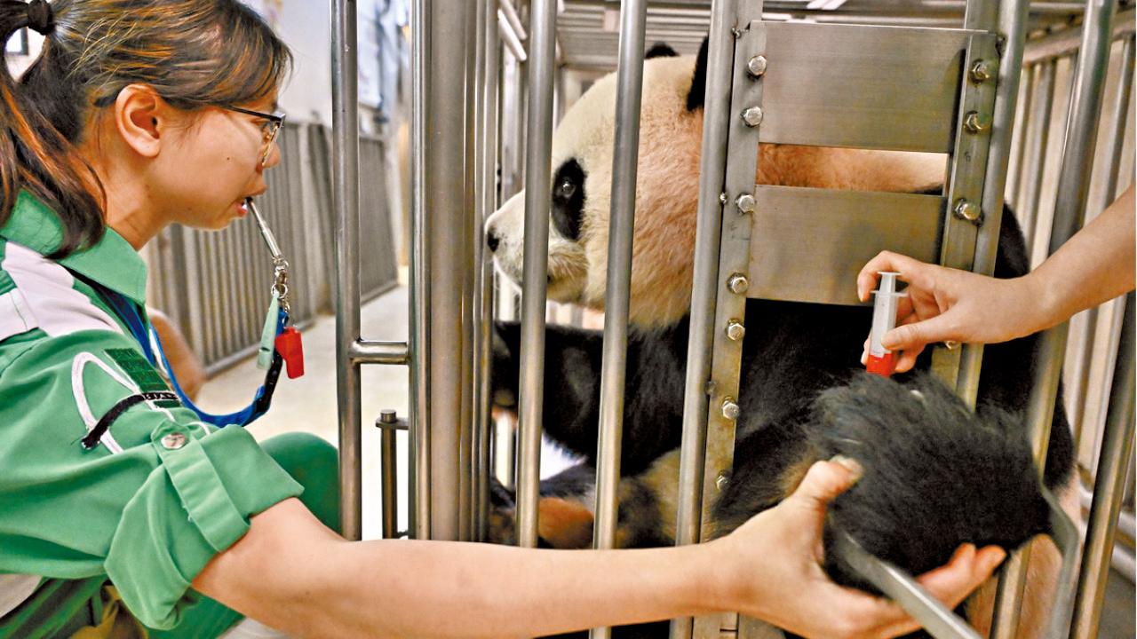 觀察安安可可是否發情 大熊貓龍鳳胎料快學走路