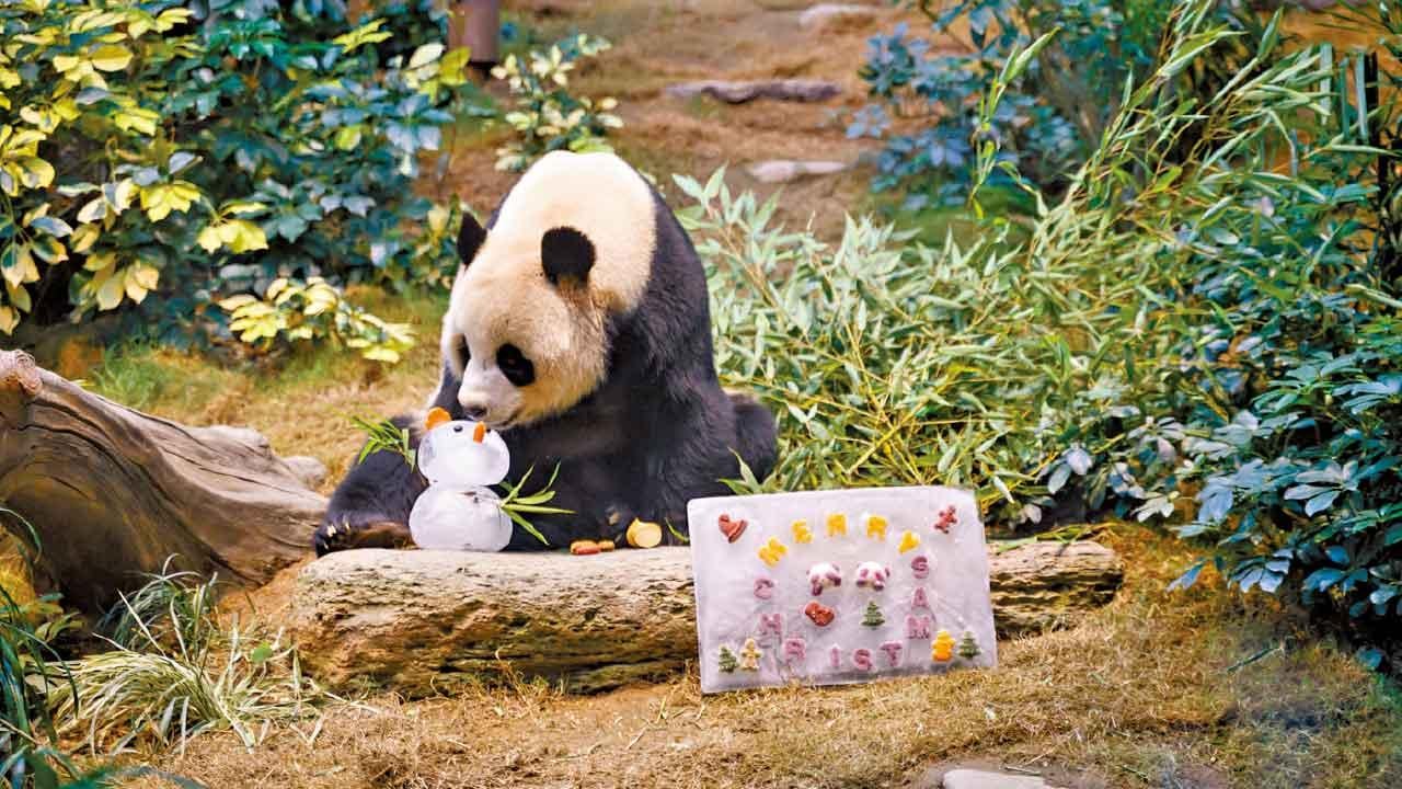 安安可可首在港過聖誕  護理員︰逐步適應園內生活