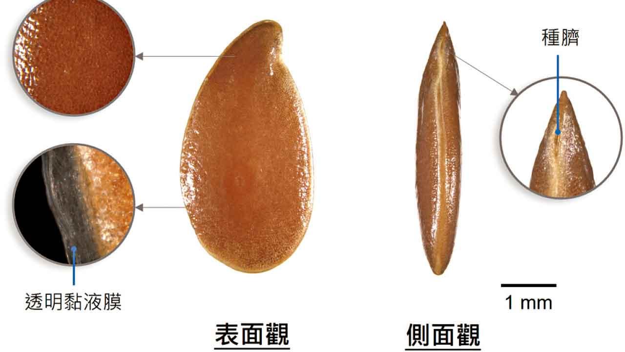 多功用中藥亞麻子