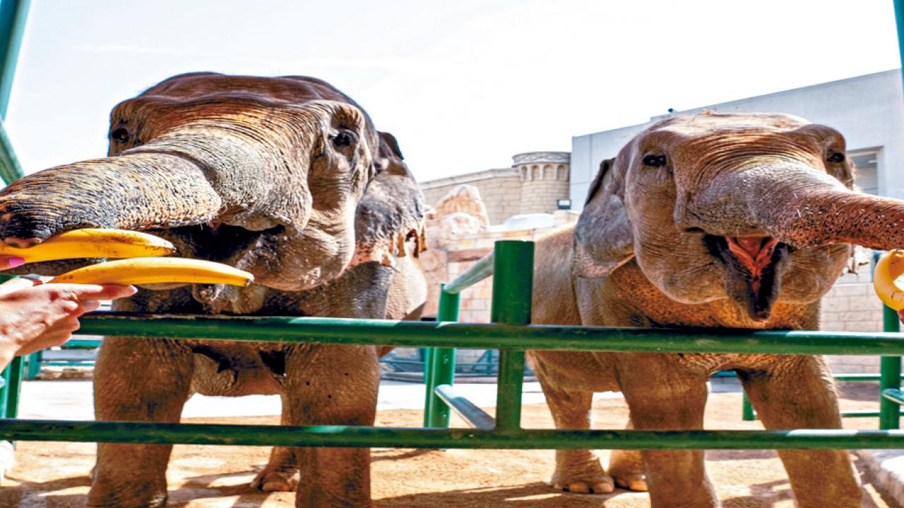 聖誕及新年限定 親子杜拜豪華體驗團 入住沙漠私人泳池VILLA