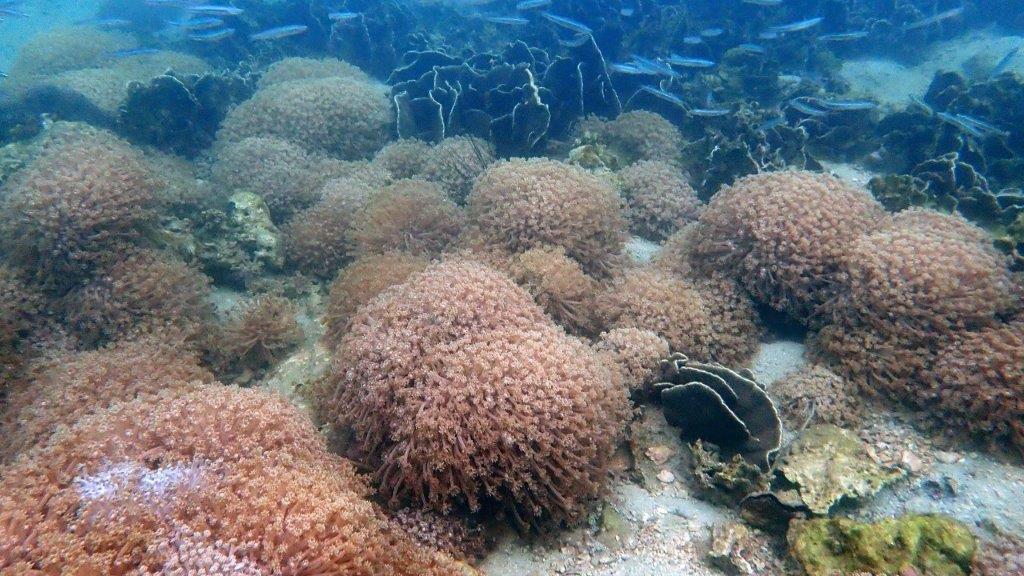 漁護署公布「香港珊瑚礁普查2024」普查結果。