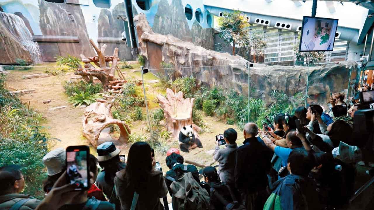 大熊貓安安可可首日亮相數千粉絲入場 龍鳳胎料農曆新年與公眾見面