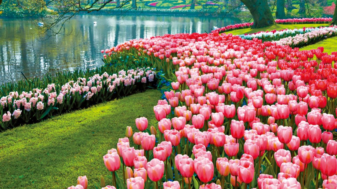 賞花攻略必Mark！ 歐洲三大賞花勝地  9天團探索荷蘭、比利時、法國的獨特魅力