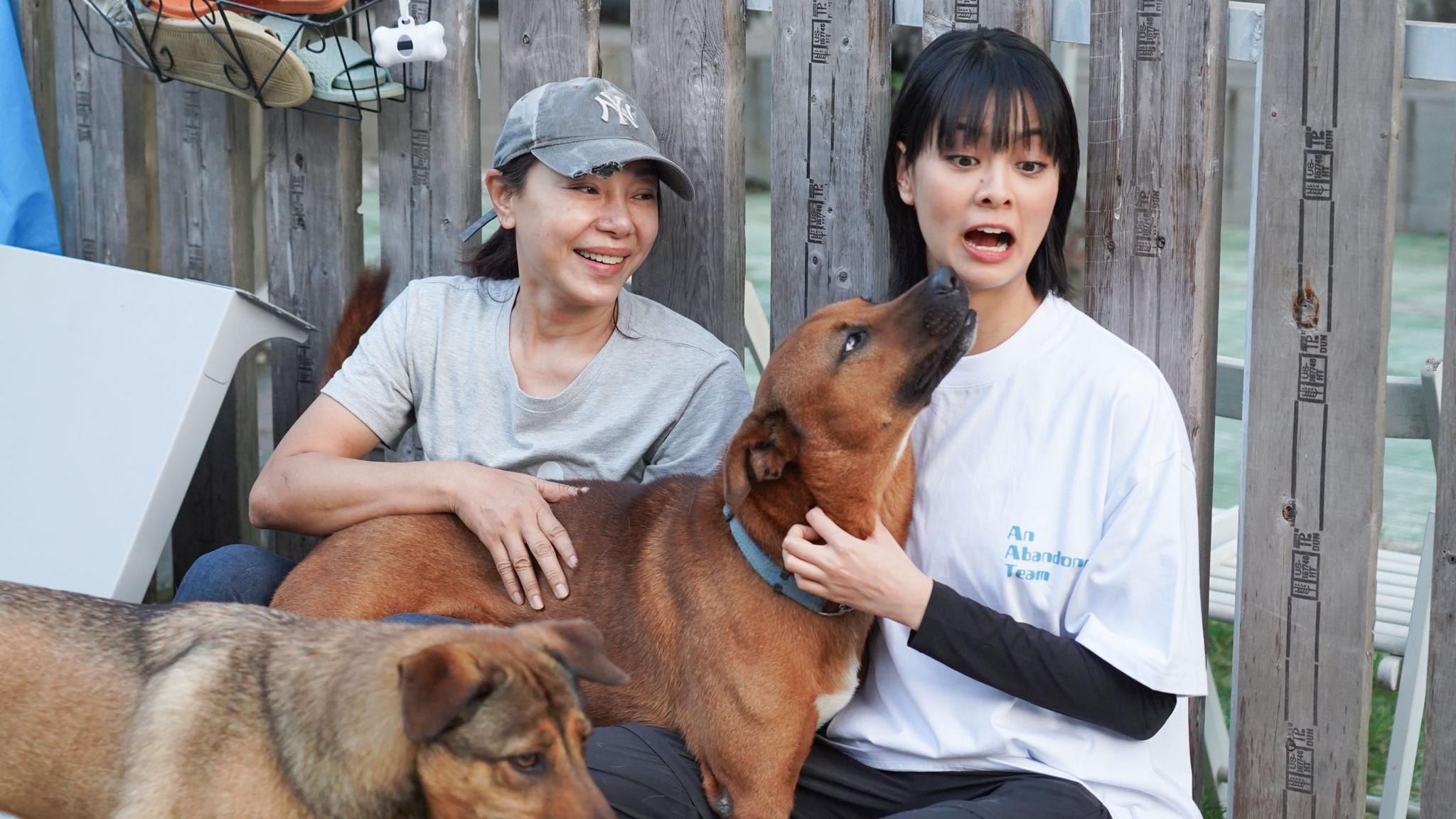 得寵先生｜捐1000磅狗糧到「浪浪之家」 Amy盧慧敏讚真人版「悅娜」有愛在發光