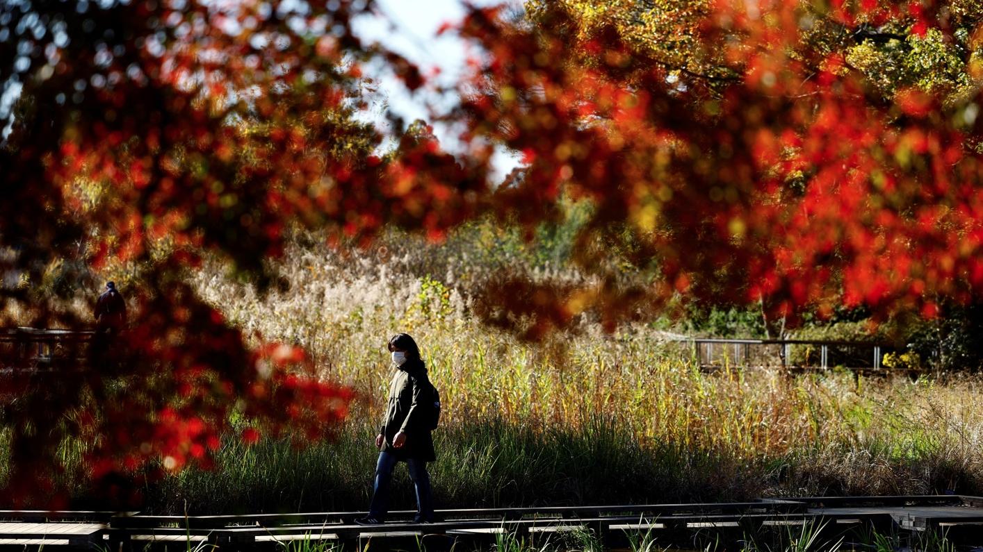 東京昭和紀念公園11月下旬漸見紅葉。(資料圖片)