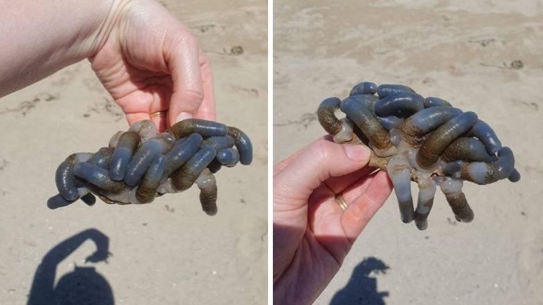 卡薩爾展示在海灘發現的古怪生物。(互聯網)