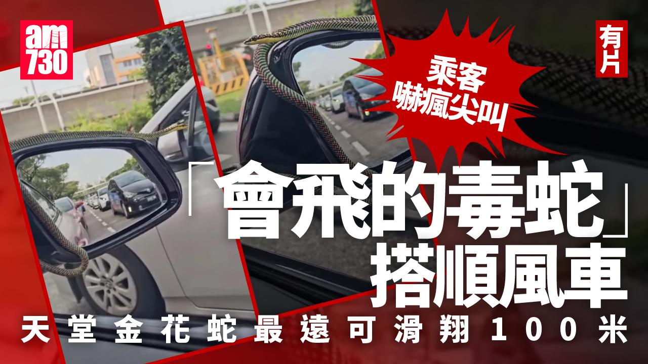 蛇年提早到？驚覺「會飛的毒蛇」搭順風車 乘客嚇瘋尖叫(有片)