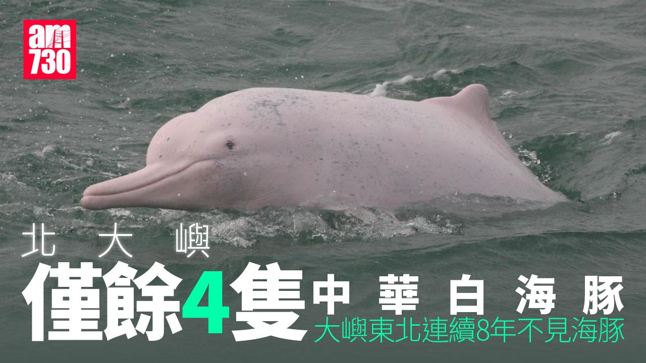 北大嶼僅餘4隻中華白海豚　大嶼水域34隻歷年第二低