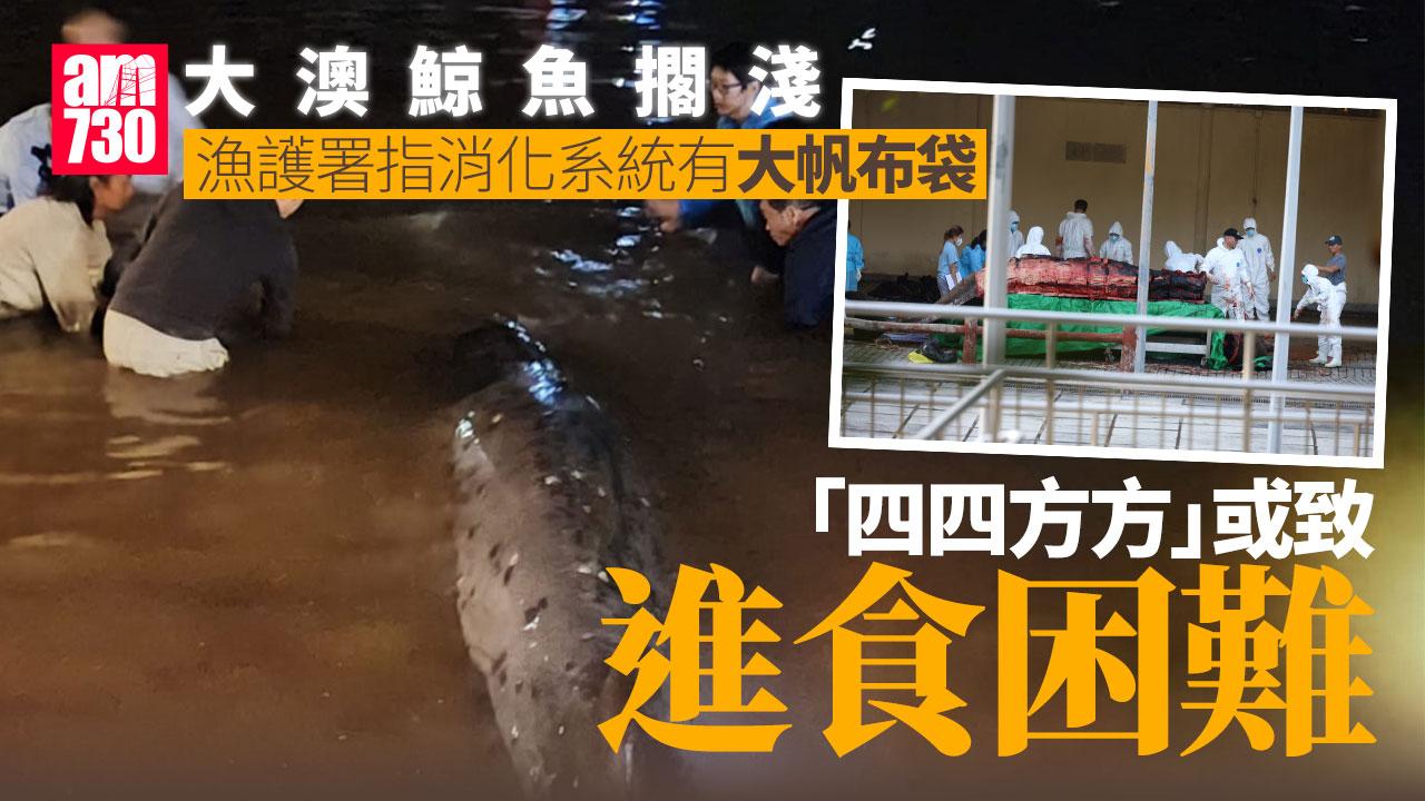 大澳鯨魚擱淺｜消化系統有大帆布袋　漁護署指或致進食困難