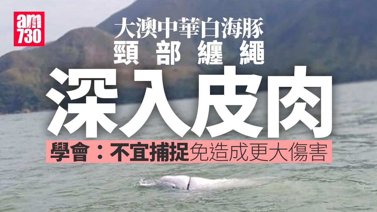 大澳中華白海豚頸部纏繩網民求助　學會：活動正常不宜干預或救援