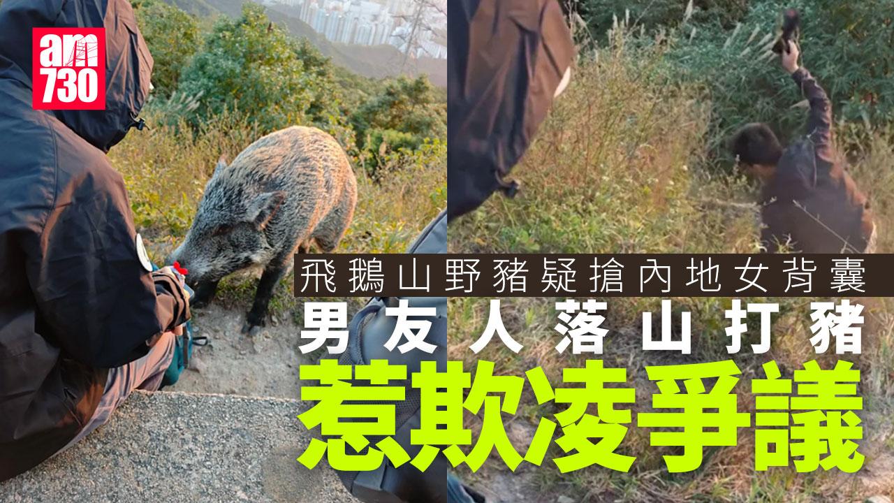 網上熱話｜飛鵝山野豬疑搶內地女背囊　男友人落山打豬惹爭議(有片)