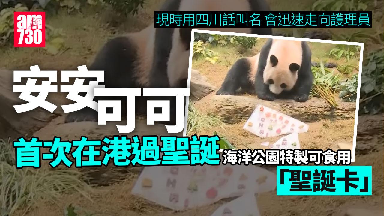 大熊貓｜安安可可首次在港過聖誕　海洋公園特別製作可食用「聖誕卡」