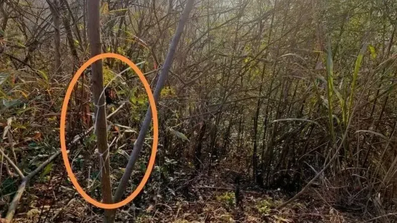 事發現場樹上有固定電網的束帶。（圖／翻攝封面新聞）