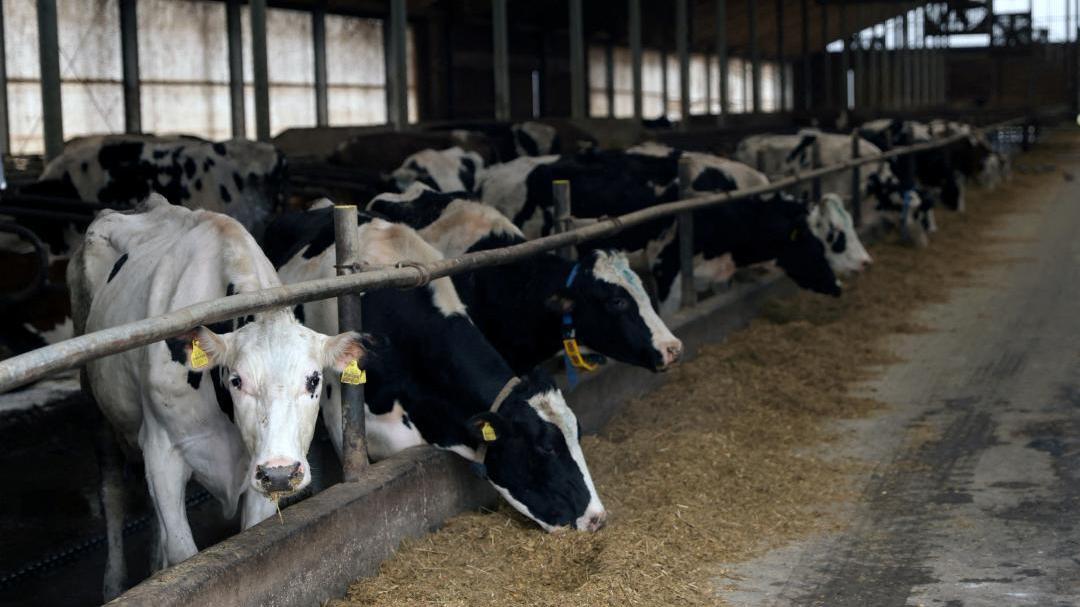 農場工人企圖性侵乳牛遭踢死，同事：還戴著避孕套。(網上圖片)