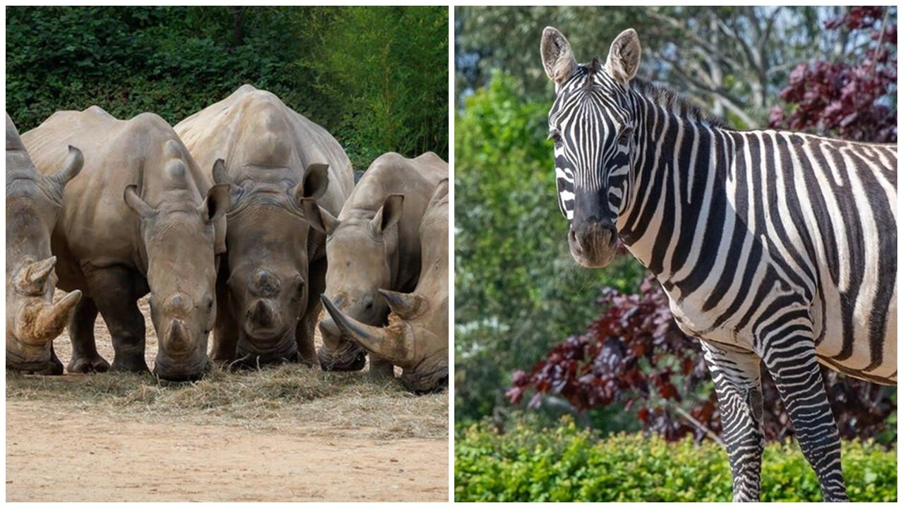 動物園發生罕有血案，犀牛因教仔捅死斑馬。(X)