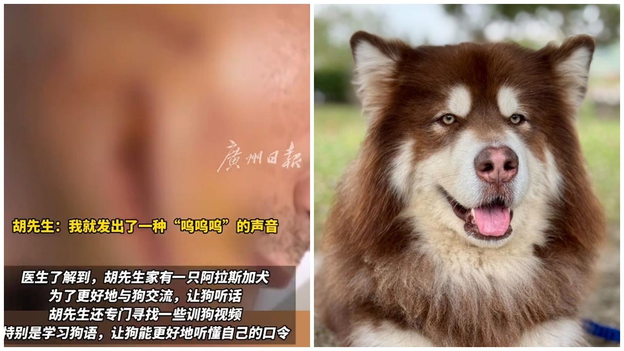 武漢男自學「狗語」馴犬，僅「嗚」一聲即遭咬爛面。