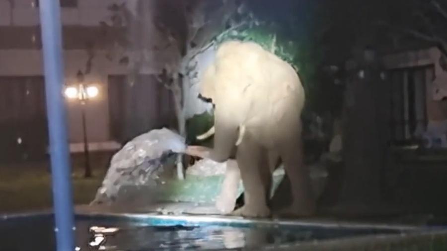 大象闖入豪宅區，徘徊泳池邊玩噴水。(網上截圖)