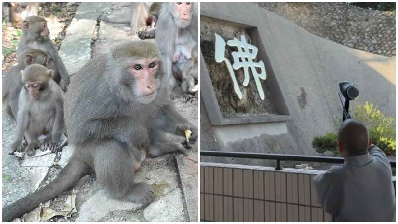 彌猴闖寺廟搶供品，尼姑舉漆彈槍發射阻嚇，網民：教化悟空需槍法。
