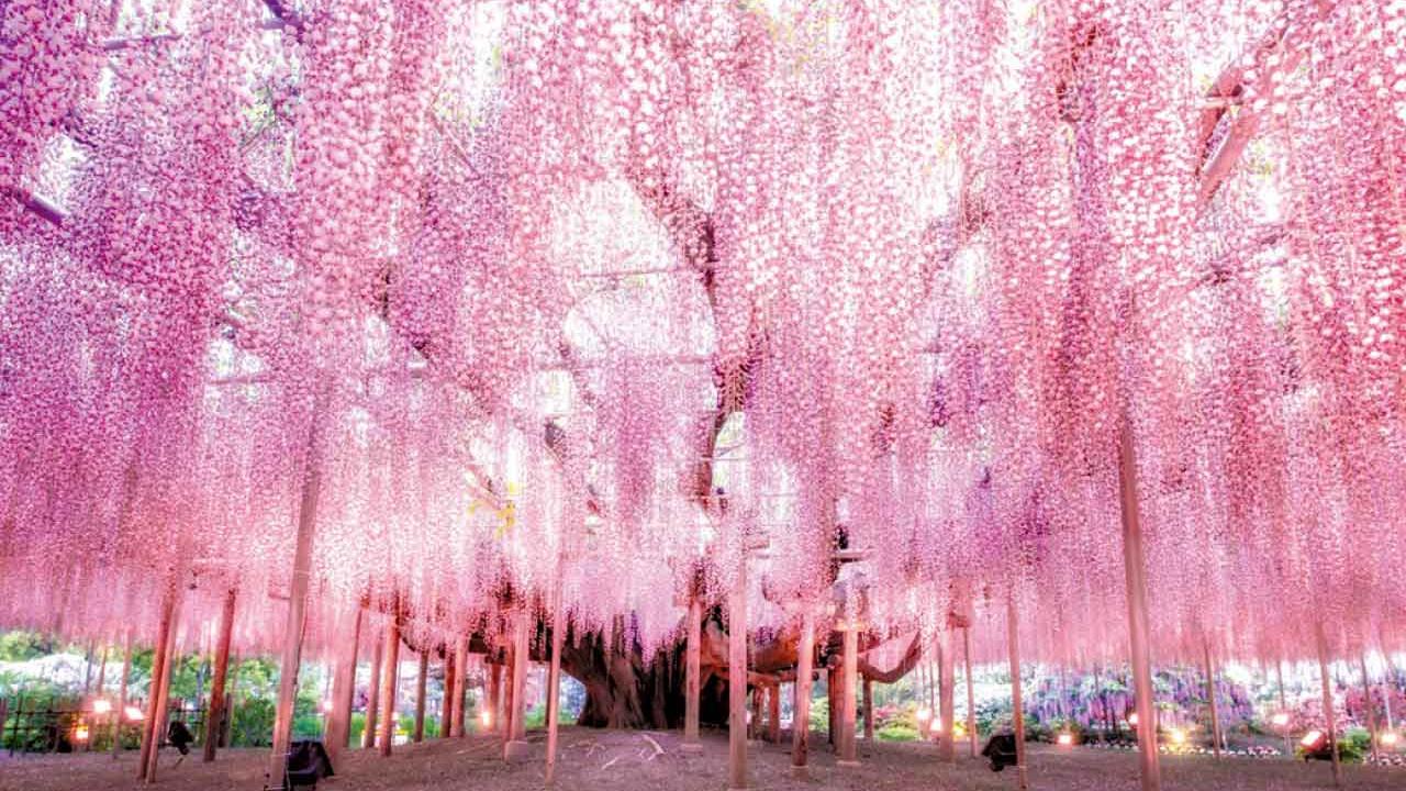 日本地頭「蛇」策劃行程 深度豪嘆 立山黑部 +百年紫藤花物語