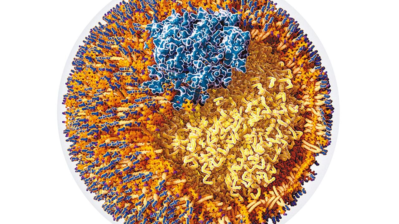 膽固醇之謎：心血管疾病風險還看apoB