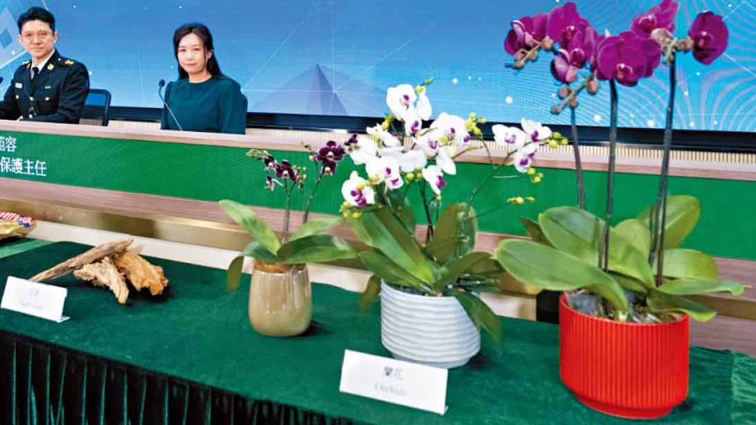海關提醒市民勿攜帶蘭花返港。(資料圖片)