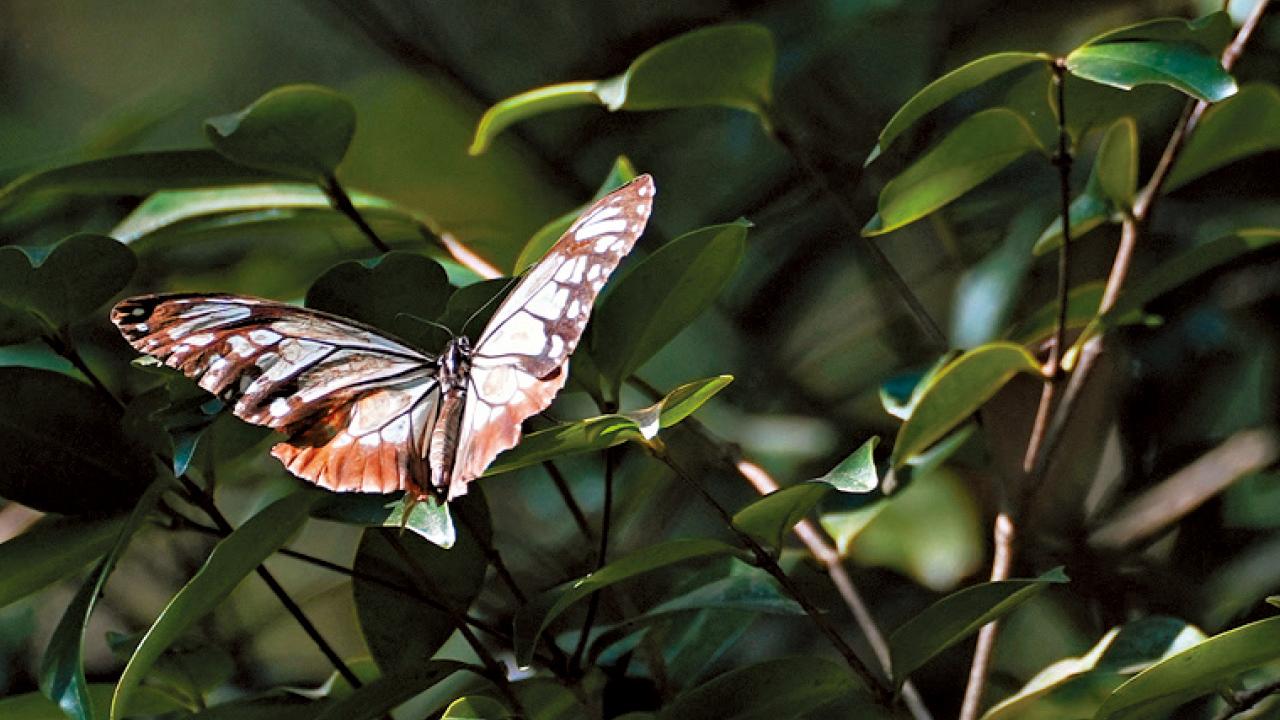 日本蝴蝶遷徙逾3千公里抵港 港大團隊：創最長飛行紀錄