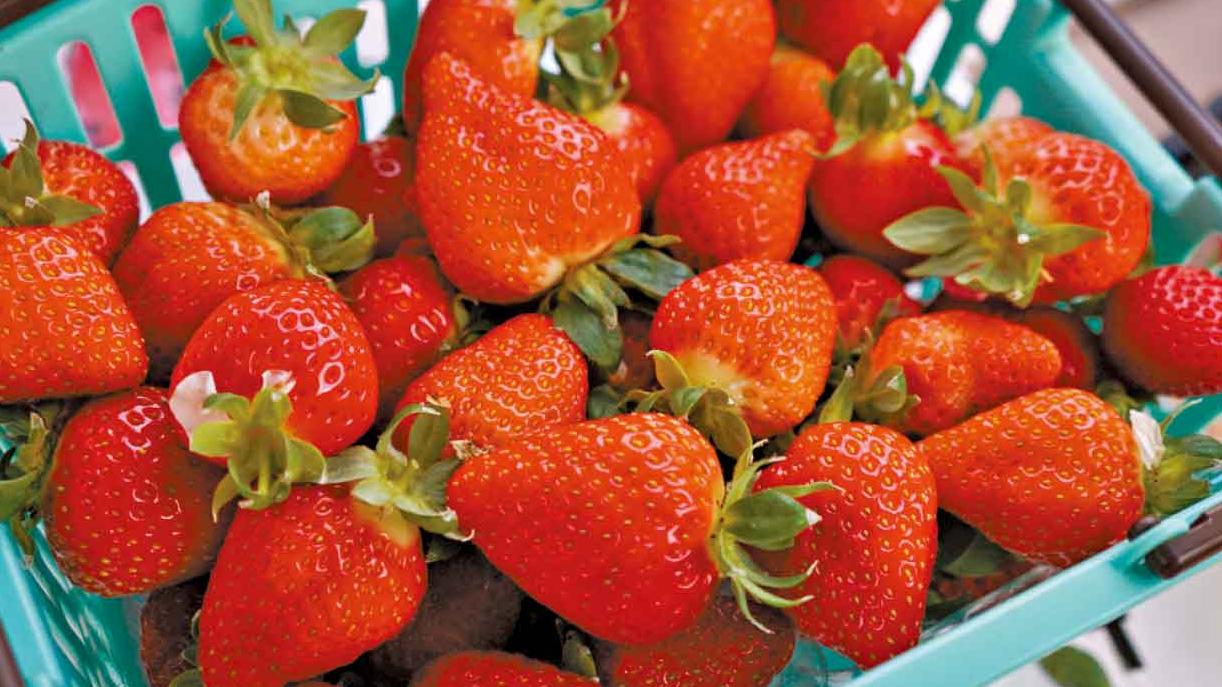 長崎任摘士多啤梨果王