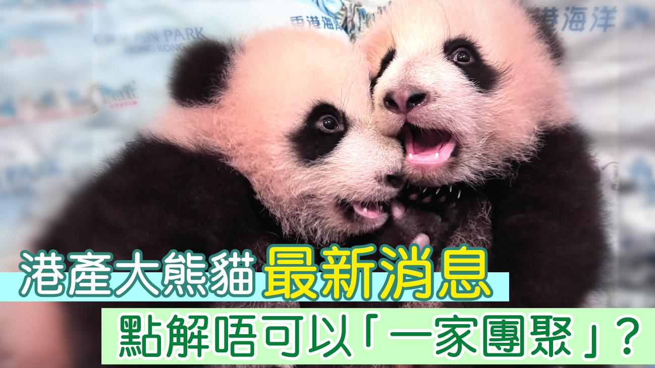港產大熊貓最新消息　點解唔可以「一家團聚」？