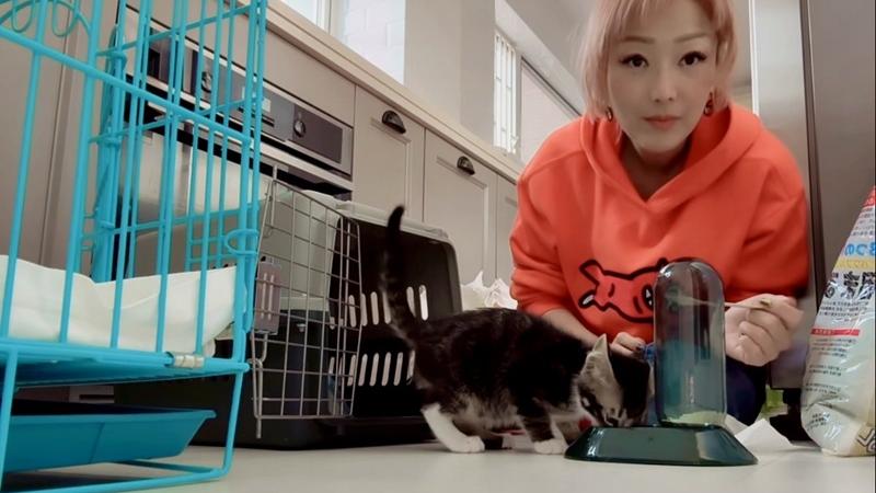 鄭秀文再做「托媽」 大呼寄養貓咪超活躍：我投降了 