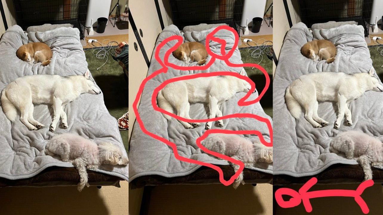 日本狗主床褥被3汪星人「逆權侵佔」　募集奴才睡姿獲9000次分享