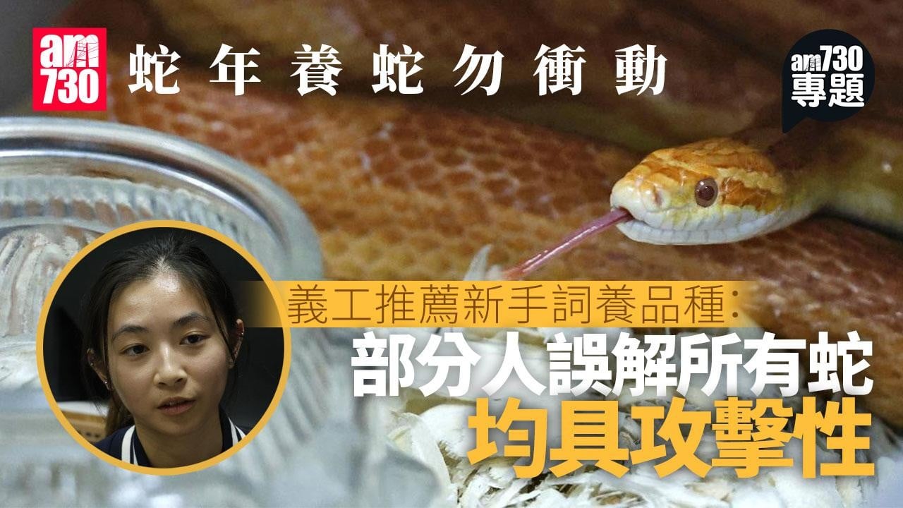 am專題｜球蠎粟米蛇性情溫馴　宜觀察熟習蛇性脾性