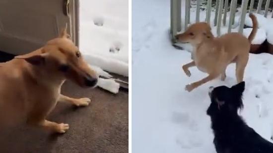 小黃狗「魯斯蒂」第一次見到雪地，看來慌張又好奇。(互聯網)