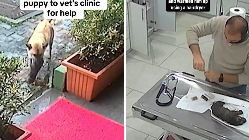 流浪狗媽媽叼著小狗進獸醫診所求助，獸醫終救回小狗性命。(互聯網)