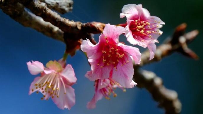 沖繩那霸市末吉公園的山櫻花標準木已開花。(互聯網)