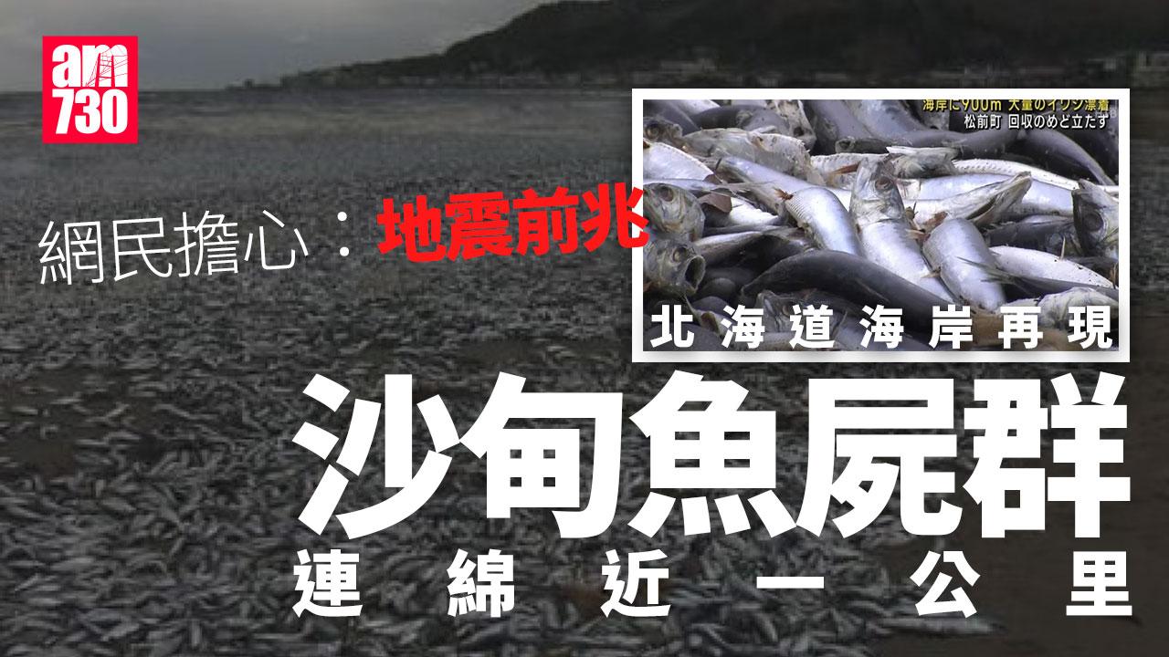 北海道海岸再現大量沙甸魚屍 連綿近一公里「新年不好的預兆」網憂地震