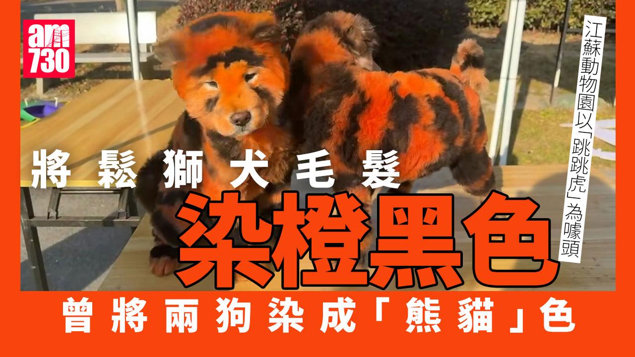 指狗為虎？　鬆獅犬染成「跳跳虎」 動物園稱是噱頭