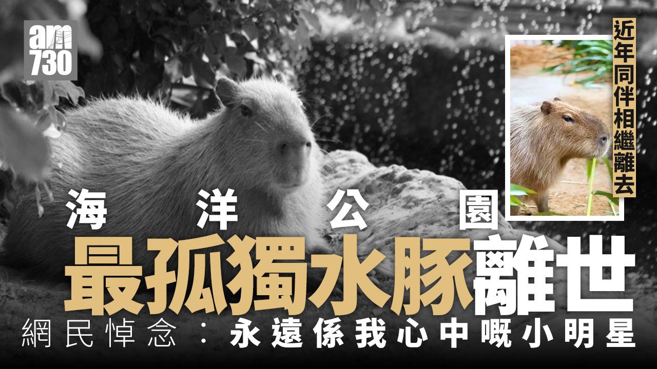 海洋公園｜最孤獨水豚「阿May」離世 近年同伴相繼死亡
