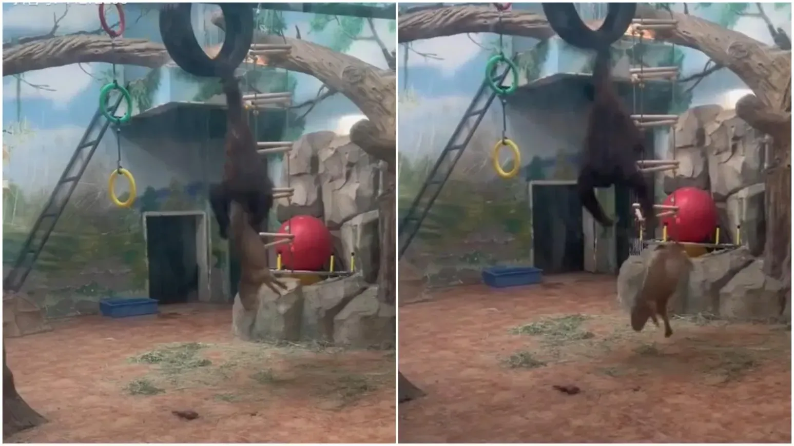 猩猩提着水豚後腿將牠升至半空中拋下。（圖／翻攝微博）