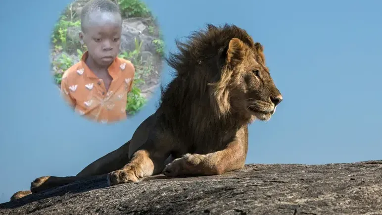 津巴布韋的一名8歲男孩（左）在獅子出沒的野生動物園獨自生存5天。（示意圖／翻攝自X@mutsamu&unsplash）